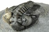 Multi-Toned Coltraneia Trilobite Fossil - Huge Faceted Eyes #312361-7